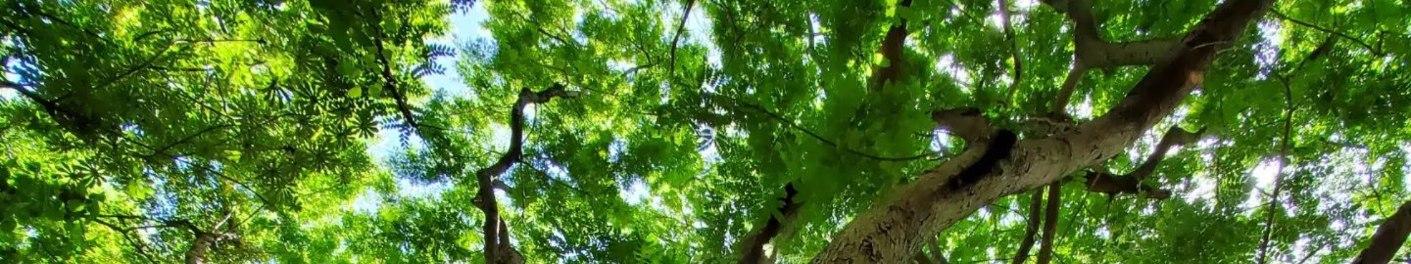 Tree canopy Banner